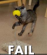 cat-fail-ball.jpg