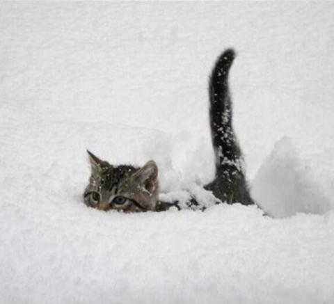 cat-snow-submarine.jpg